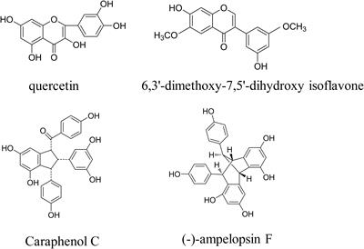 Total Flavonoids in Caragana (TFC) Promotes Angiogenesis and Enhances Cerebral Perfusion in a Rat Model of Ischemic Stroke